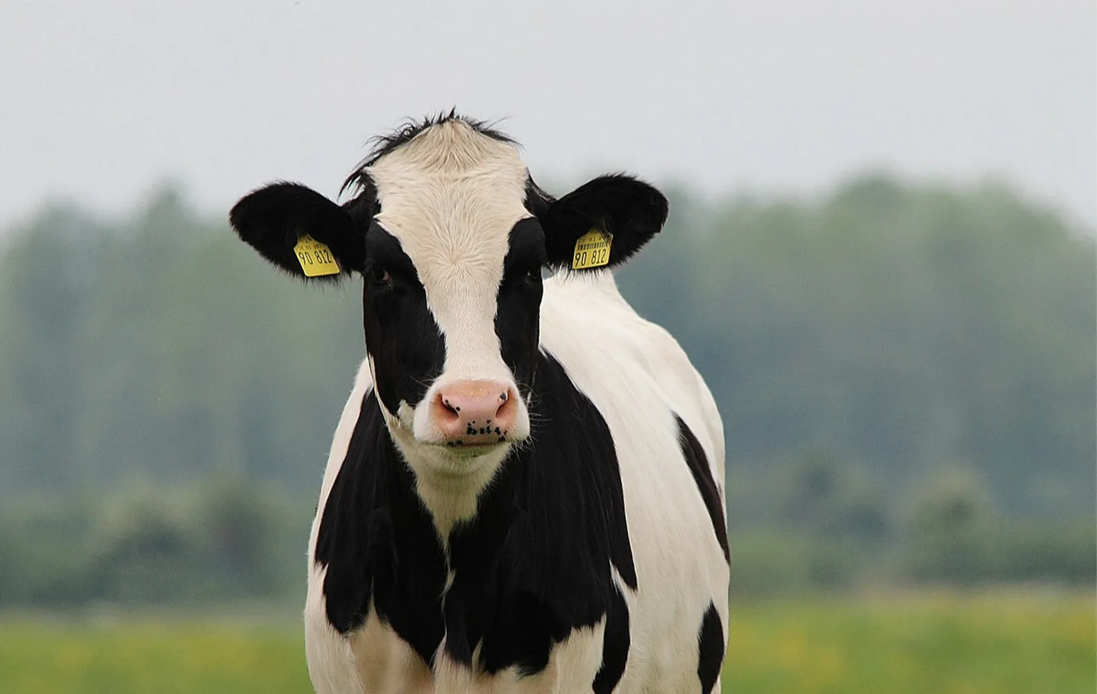 cow-2